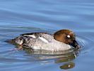 Goldeneye (WWT Slimbridge 26/05/17) ©Nigel Key