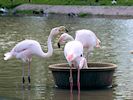 Greater Flamingo (WWT Slimbridge May 2017) - pic by Nigel Key