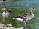 Greylag Goose (WWT Slimbridge May 2017) - pic by Nigel Key