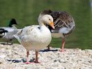 Greylag Goose (WWT Slimbridge 26/05/17) ©Nigel Key