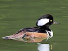 Hooded Merganser (WWT Slimbridge 26/05/17) ©Nigel Key