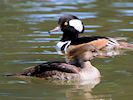 Hooded Merganser (WWT Slimbridge 26/05/17) ©Nigel Key