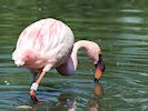 Lesser Flamingo (WWT Slimbridge May 2017) - pic by Nigel Key