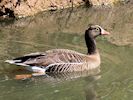 Lesser White-Fronted Goose (WWT Slimbridge 26/05/17) ©Nigel Key