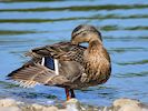 Mallard (WWT Slimbridge 26/05/17) ©Nigel Key