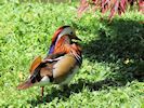 Mandarin (WWT Slimbridge 26/05/17) ©Nigel Key