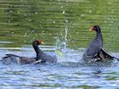 Moorhen (WWT Slimbridge May 2017) - pic by Nigel Key