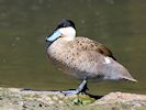 Puna Teal (WWT Slimbridge May 2017) - pic by Nigel Key