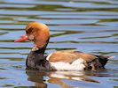 Red-Crested Pochard (WWT Slimbridge 26/05/17) ©Nigel Key