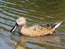 Red Shoveler (WWT Slimbridge May 2017) - pic by Nigel Key