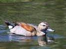 Ringed Teal (WWT Slimbridge 26/05/17) ©Nigel Key