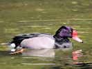 Rosybill (WWT Slimbridge 26/05/17) ©Nigel Key