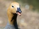 Ruddy-Headed Goose (WWT Slimbridge 26/05/17) ©Nigel Key