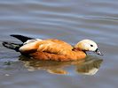 Ruddy Shelduck (WWT Slimbridge 26/05/17) ©Nigel Key