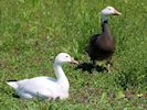 Snow Goose (WWT Slimbridge 26/05/17) ©Nigel Key