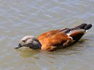 South African Shelduck (WWT Slimbridge 26/05/17) ©Nigel Key