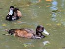 Southern Pochard (WWT Slimbridge 26/05/17) ©Nigel Key