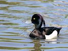 Tufted Duck (WWT Slimbridge 26/05/17) ©Nigel Key