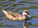 White-Cheeked Pintail (WWT Slimbridge May 2017) - pic by Nigel Key