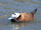 White-Headed Duck (WWT Slimbridge 26/05/17) ©Nigel Key