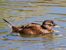 White-Headed Duck (WWT Slimbridge 26/05/17) ©Nigel Key