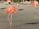 American Flamingo (WWT Slimbridge 30/11/17) ©Nigel Key