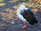 Andean Goose (WWT Slimbridge 30/11/17) ©Nigel Key