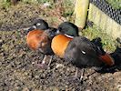 Australian Shelduck (WWT Slimbridge 30/11/17) ©Nigel Key