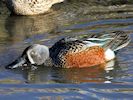 Australian Shoveler (WWT Slimbridge 30/11/17) ©Nigel Key