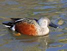 Australian Shoveler (WWT Slimbridge 30/11/17) ©Nigel Key