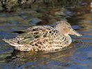 Australian Shoveler (WWT Slimbridge 30/11/17) ©Nigel Key