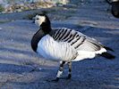 Barnacle Goose (WWT Slimbridge 30/11/17) ©Nigel Key