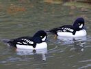 Barrow's Goldeneye (WWT Slimbridge November 2017) - pic by Nigel Key