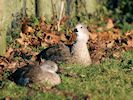 Blue-Winged Goose (WWT Slimbridge 30/11/17) ©Nigel Key