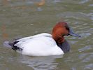 Canvasback (WWT Slimbridge November 2017) - pic by Nigel Key