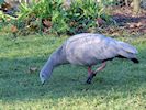 Cape Barren Goose (WWT Slimbridge November 2017) - pic by Nigel Key