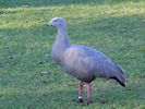 Cape Barren Goose (WWT Slimbridge 30/11/17) ©Nigel Key