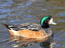 Chiloe Wigeon (WWT Slimbridge November 2017) - pic by Nigel Key