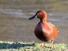 Cinnamon Teal (WWT Slimbridge November 2017) - pic by Nigel Key