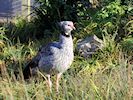 Crested Screamer (WWT Slimbridge November 2017) - pic by Nigel Key