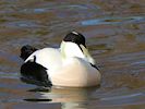 Eider (WWT Slimbridge November 2017) - pic by Nigel Key