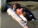 Ferruginous Duck (WWT Slimbridge November 2017) - pic by Nigel Key