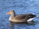 Greylag Goose (WWT Slimbridge November 2017) - pic by Nigel Key