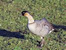 Hawaiian Goose (WWT Slimbridge November 2017) - pic by Nigel Key