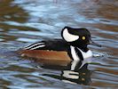 Hooded Merganser (WWT Slimbridge 30/11/17) ©Nigel Key