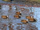 Laysan Duck (WWT Slimbridge November 2017) - pic by Nigel Key