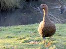 Magellan Goose (WWT Slimbridge 20) - pic by Nigel Key