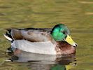 Mallard (WWT Slimbridge November 2017) - pic by Nigel Key