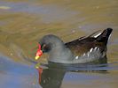 Moorhen (WWT Slimbridge November2017) - pic by Nigel Key