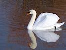 Mute Swan (WWT Slimbridge November 2017) - pic by Nigel Key